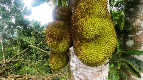 Summer fruit called Jackfruit. Jackfruits hanging on the branch tree. Raw jac Stock Footage 166969040