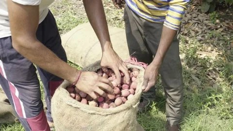 Summer fruit Stock Footage 134669831