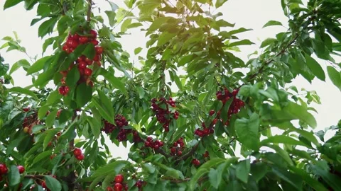 Summer fruit garden. Cherry tree in the sunshine. Cherries ready to harvest. Stock-Footage 165741153