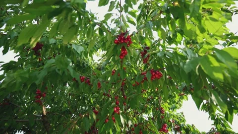 Summer fruit garden. Cherry tree in the sunshine. Picking cherries. Stock-Footage 165741626