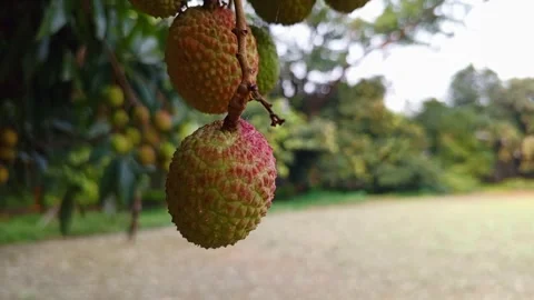 The summer fruit lychee is juicy and delicious. Stock Footage 308714320