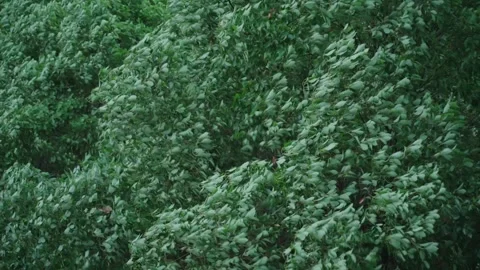 Summer Gale Blowing Tree Leaves Before Storm 4K Stock Footage 341864013