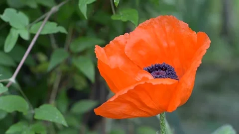 In summer, the garden bloomed large and beautiful, decorative orange poppy Stock Footage 108978863