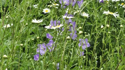 Summer garden border of blue campanula and ox eye daisies moving in the breeze. Stock Footage 337694602