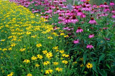 Summer garden border Stock Photos