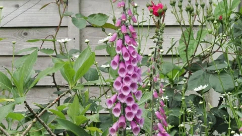 Summer garden with bumble bee visiting the foxglove flowers Video stock 340405743