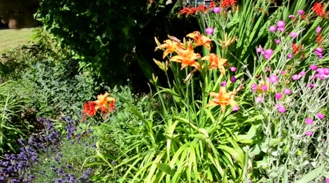 Summer garden Stock Footage 54807010