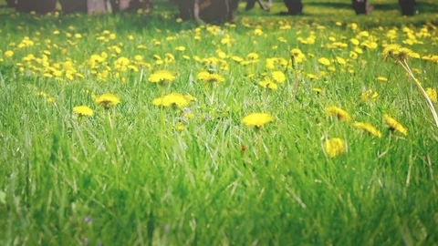 Summer Garden Video stock 71117146