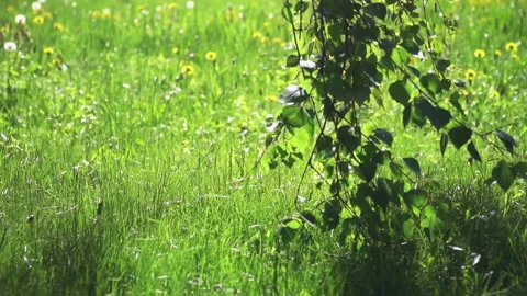 In Summer Garden Video stock 170835534