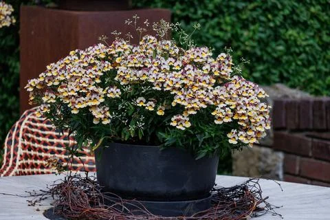 Summer garden in germany Stock-Fotos