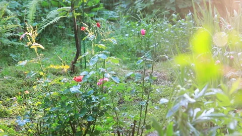 Summer garden irrigation Stock Footage 135470952