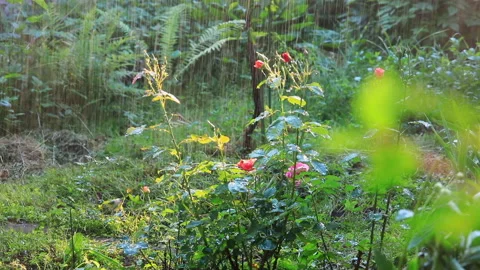 Summer garden irrigation Stock Footage 135471804