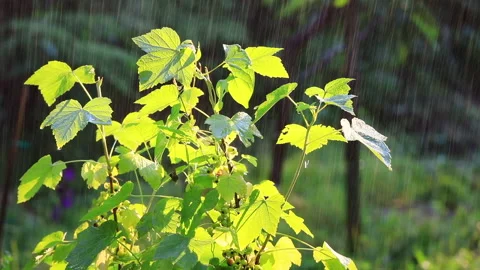 Summer garden irrigation Stock-Footage 135471885