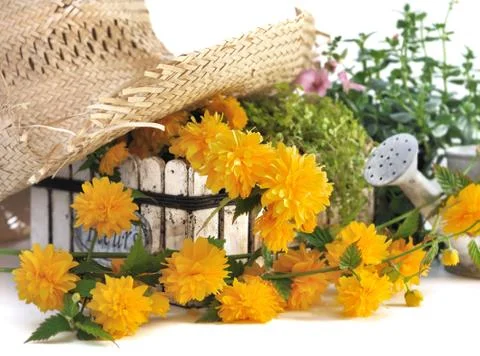 Summer in garden Foto stock