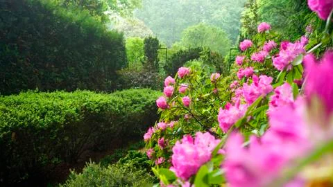 Summer Garden Stock Photos