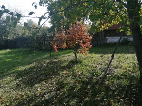 Summer garden Foto stock