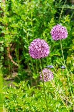 Summer garden Stock Photos