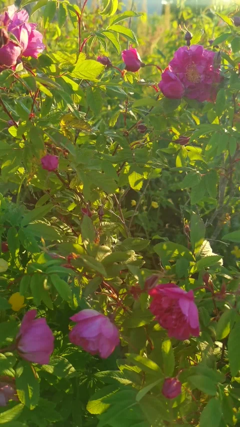 Summer garden rouses in the light of falling sun Stock Footage 156368686