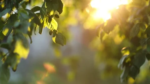 Summer garden in sunlight. 動画素材 151842285