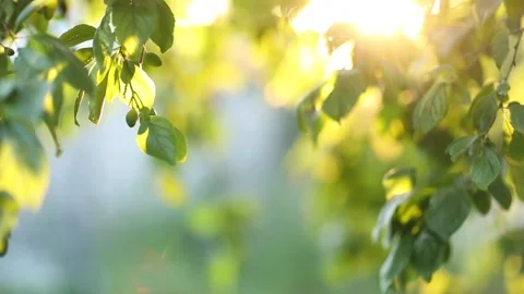 Summer garden in sunlight. 動画素材 151842290