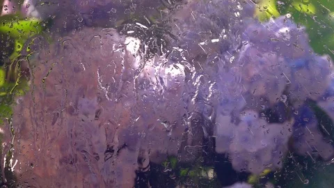 Summer garden view through rainy window close up. Stock Footage 98678691