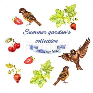 Summer garden's collection with currant, sparrows, strawberries, cherries Stock Illustration