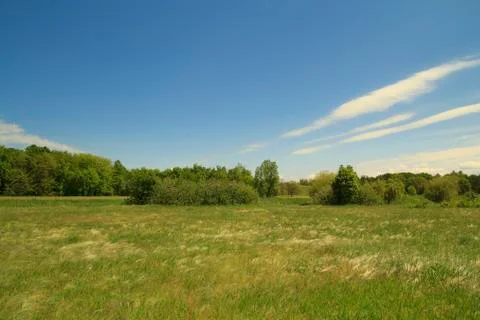 Summer glade 写真素材