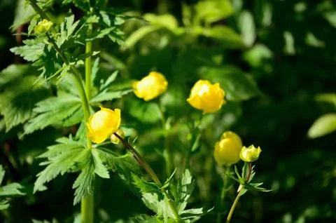 Summer globeflower Foto stock