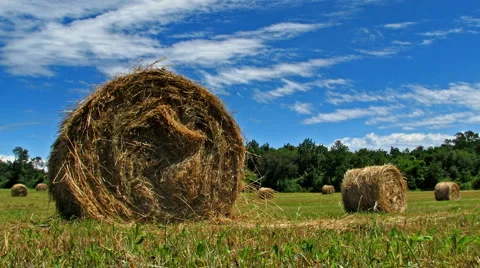 Summer gold Stock Footage 952390