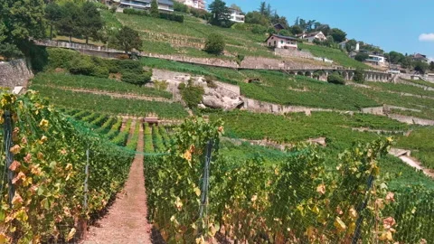 Summer. Grape fields Video stock 169789397