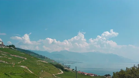 Summer. Grape fields Video stock 169789854