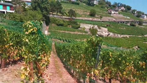 Summer. Grape fields Video stock 169790156