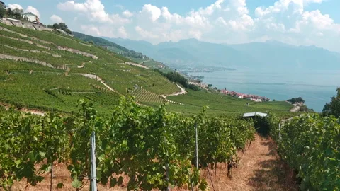 Summer. Grape fields Stock Footage 169790232