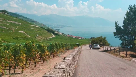 Summer. Grape fields on a mountain near Lake Geneva Stock Footage 169788587