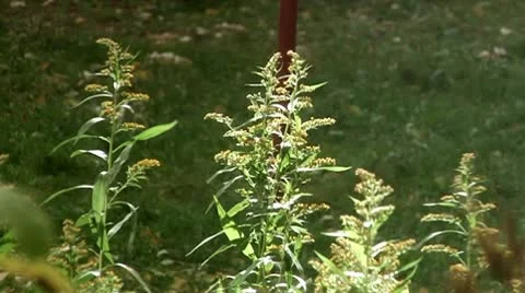 Summer grase 스톡 동영상 9216171