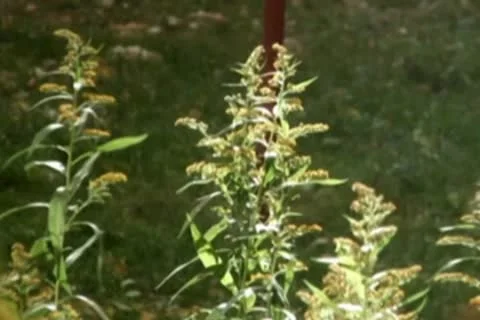 Summer grase Stock Footage 10609933