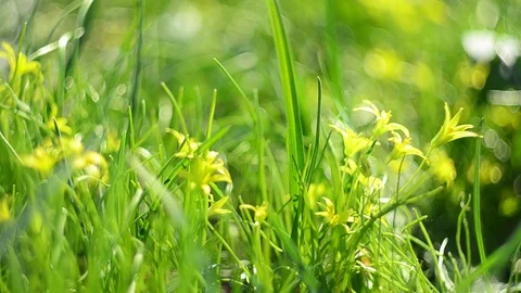 Summer Grass 1 Stock Footage 128114531