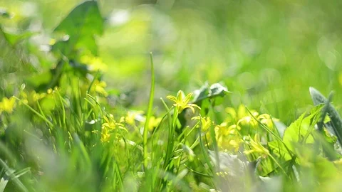 Summer Grass 2 Stock Footage 128114530