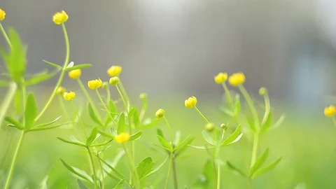 Summer Grass 3 Stock Footage 128112724