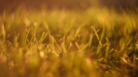 Summer grass and breeze Vidéo 88716289