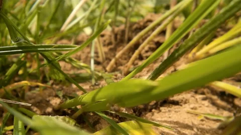 Summer grass and crawling ants Stock Footage 40410959