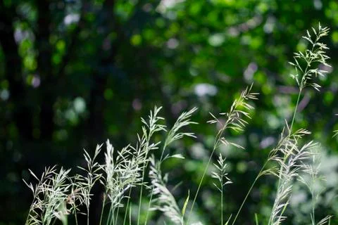 Summer Grass Background Stock Photos