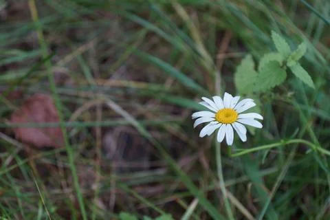 Summer grass background with a single chamomile on the right. Stock Photos