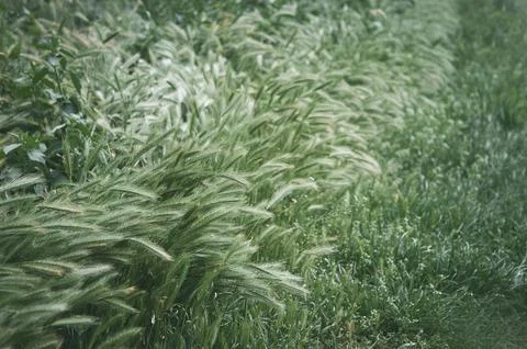 Summer grass background, summer grass field, bright green grass on the summ.. Foto stock
