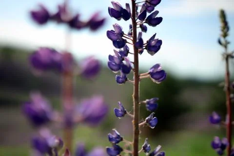 Summer grass close-up Stock Photos