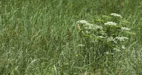 Summer grass field closeup background Stock Footage 341293639