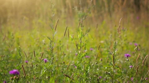 Summer Grass Field Video stock 89608584