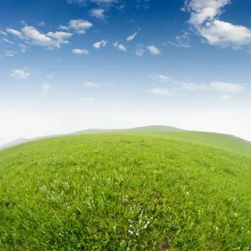 Summer grass field Stock Photos