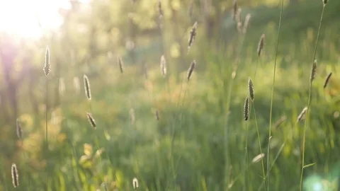 Summer grass in the field on the windy day slow-mo Stock Footage 75837847