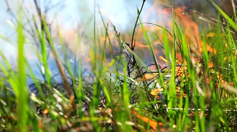 Summer Grass in Flames Forest Fire Danger Nature Background HD Stock Footage